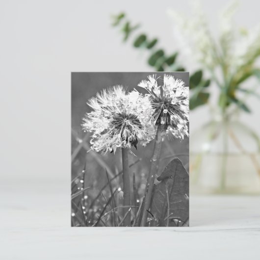 Zwart-witte andelions en dauw briefkaart (Staand voorkant)