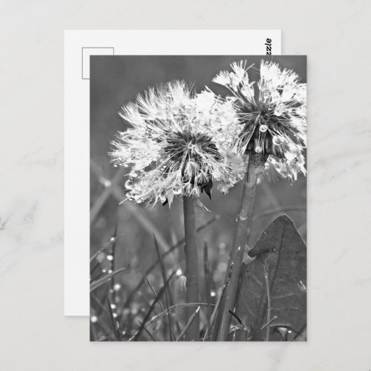 Zwart-witte andelions en dauw briefkaart (Voorkant / Achterkant)