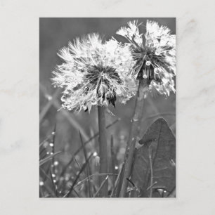 Zwart-witte andelions en dauw briefkaart