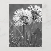 Zwart-witte andelions en dauw briefkaart (Voorkant)