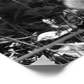 Zwart-witte andelions in de Bossen 16x20 Poster (Hoek)