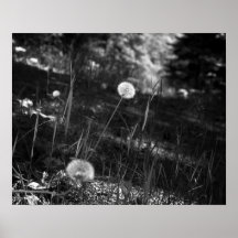 Zwart-witte andelions in de Bossen 16x20