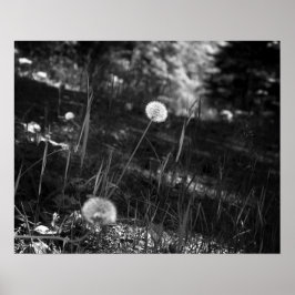 Zwart-witte andelions in de Bossen 16x20 Poster