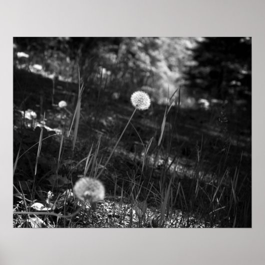 Zwart-witte andelions in de Bossen 16x20 Poster (Voorkant)