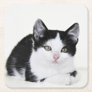 Zwart Witte Bedachtzame Kitten Papieren Onderzette Kartonnen Onderzetters
