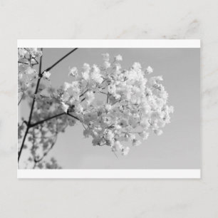 Zwart & Witte Bloemen Briefkaart