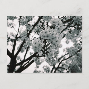 Zwart-witte bloemen briefkaart