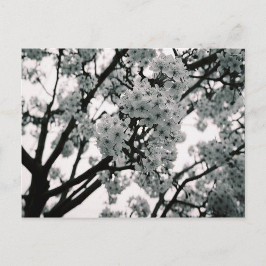Zwart-witte bloemen briefkaart (Voorkant)