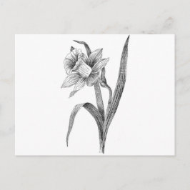zwart witte bloemen narcis vintage briefkaart