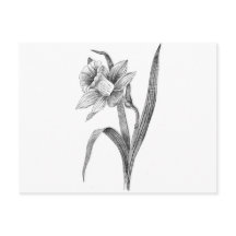 zwart witte bloemen narcis vintage