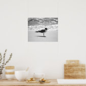 Zwart-witte Bonaparte sschedel op de strand 16x20 Poster (Keuken)