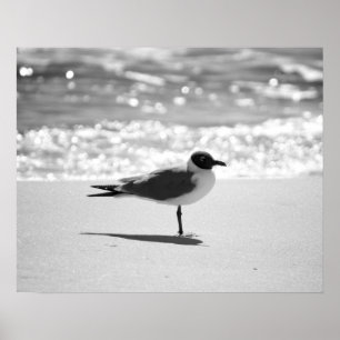 Zwart-witte Bonaparte sschedel op de strand 16x20 Poster