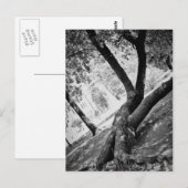 Zwart-witte boom briefkaart (Voorkant / Achterkant)
