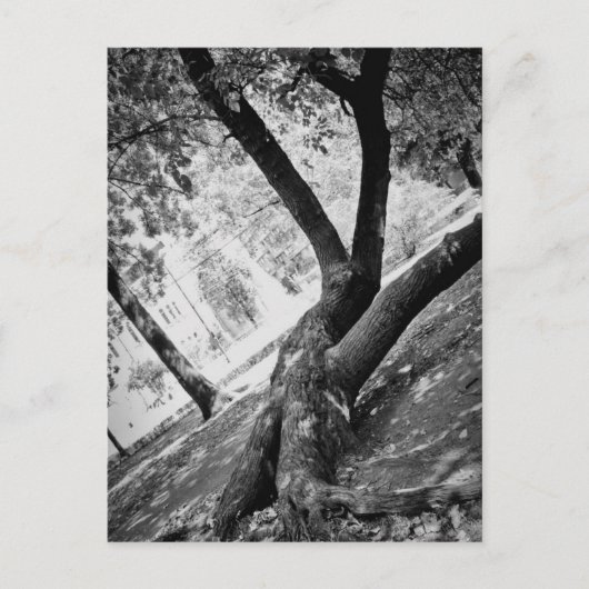 Zwart-witte boom briefkaart (Voorkant)