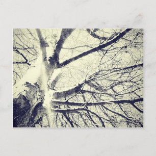 Zwart-witte boom briefkaart