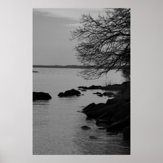 Zwart-witte boom over baai #5845 poster (Voorkant)