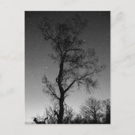 Zwart-witte boom 's nachts briefkaart