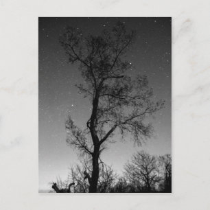 Zwart-witte boom 's nachts briefkaart