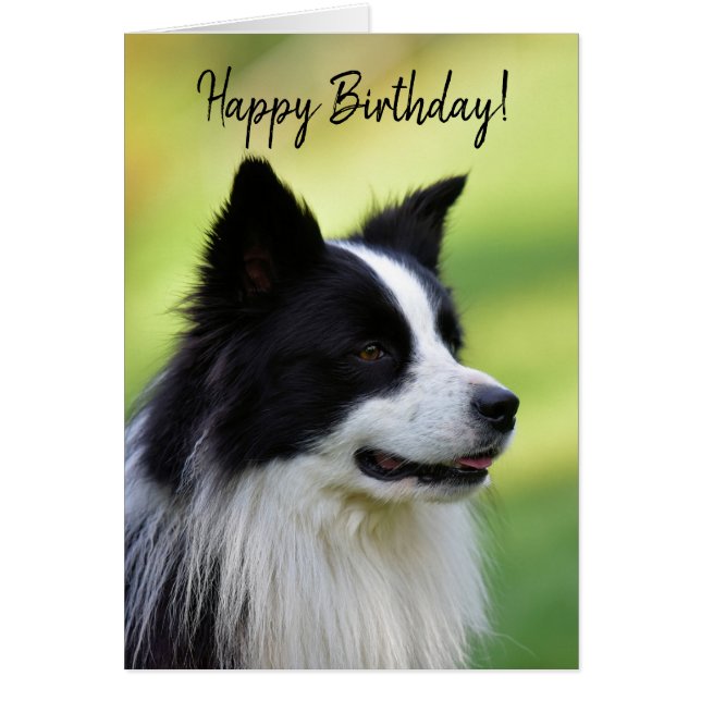 Zwart-witte Border Collie hond (Voorkant)
