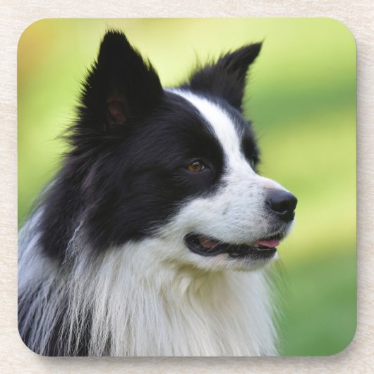 Zwart-witte Border Collie-hond Bier Onderzetter (Voorkant)