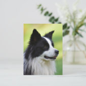 Zwart-witte Border Collie hond Briefkaart (Staand voorkant)