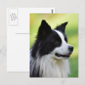 Zwart-witte Border Collie hond Briefkaart (Voorkant / Achterkant)