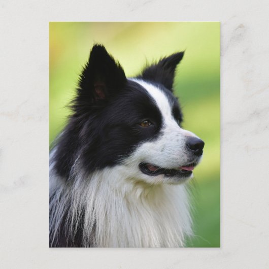 Zwart-witte Border Collie hond Briefkaart (Voorkant)