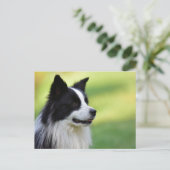 Zwart-witte Border Collie-hond Briefkaart (Staand voorkant)