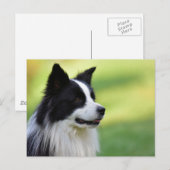 Zwart-witte Border Collie-hond Briefkaart (Voorkant / Achterkant)