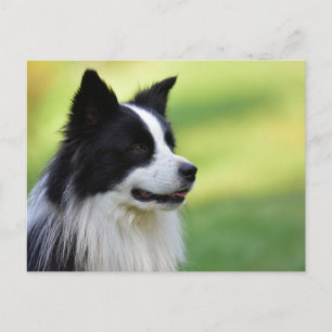 Zwart-witte Border Collie-hond Briefkaart