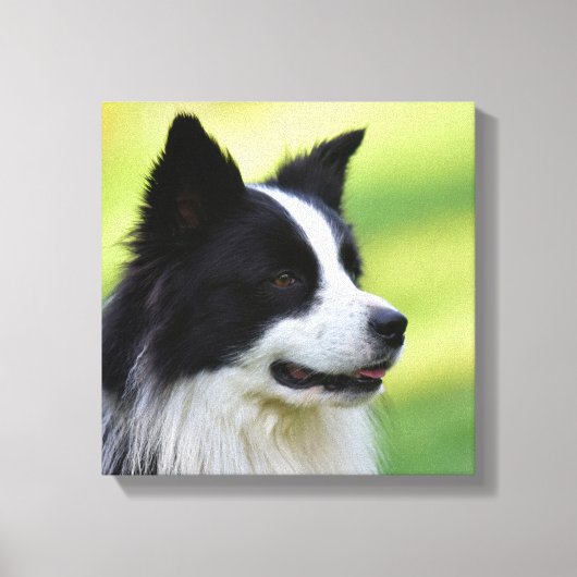 Zwart-witte Border Collie-hond Canvas Afdruk (Voorkant)