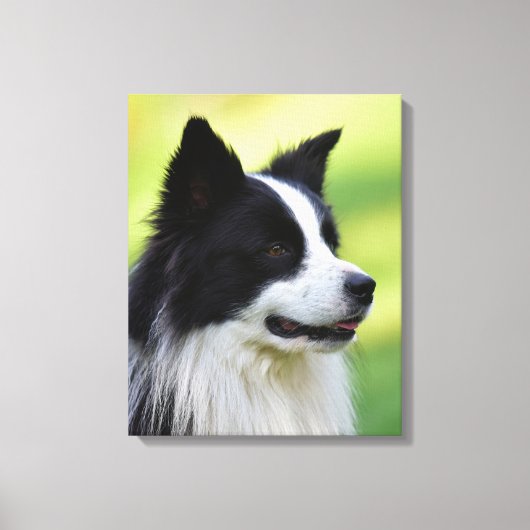 Zwart-witte Border Collie-hond Canvas Afdruk (Voorkant)