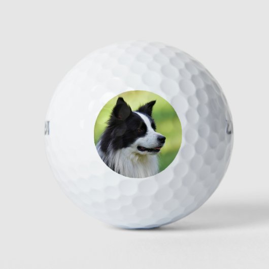 Zwart-witte Border Collie-hond Golfballen (Voorkant)