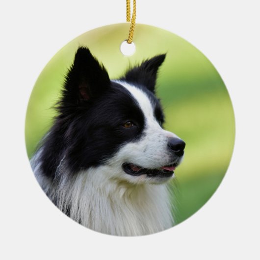 Zwart-witte Border Collie-hond Keramisch Ornament (Voorkant)