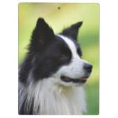 Zwart-witte Border Collie hond Klembord (Achterkant)