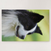 Zwart-witte Border Collie hond Legpuzzel (Horizontaal)