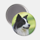 Zwart-witte Border Collie-hond Magneet (Voorkant / Achterkant)