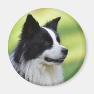 Zwart-witte Border Collie-hond Magneet