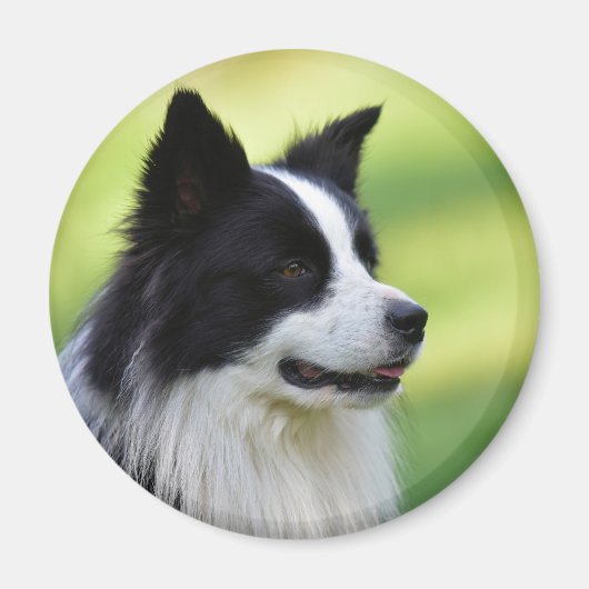 Zwart-witte Border Collie-hond Magneet (Voorkant)
