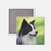 Zwart-witte Border Collie-hond Magneet (Voorkant / Achterkant)