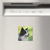 Zwart-witte Border Collie-hond Magneet (Insitu (Vaatwasser))