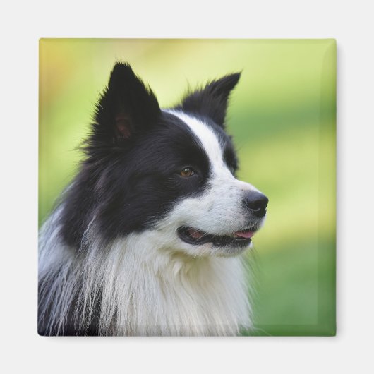Zwart-witte Border Collie-hond Magneet (Voorkant)