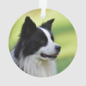 Zwart-witte Border Collie hond Ornament (achterkant)