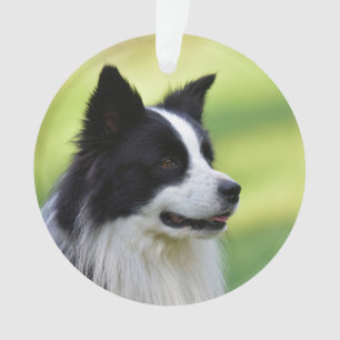 Zwart-witte Border Collie hond Ornament