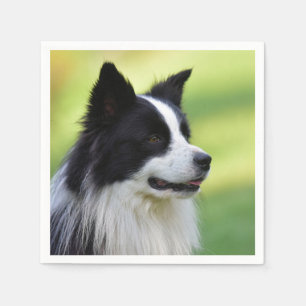 Zwart-witte Border Collie hond Servet