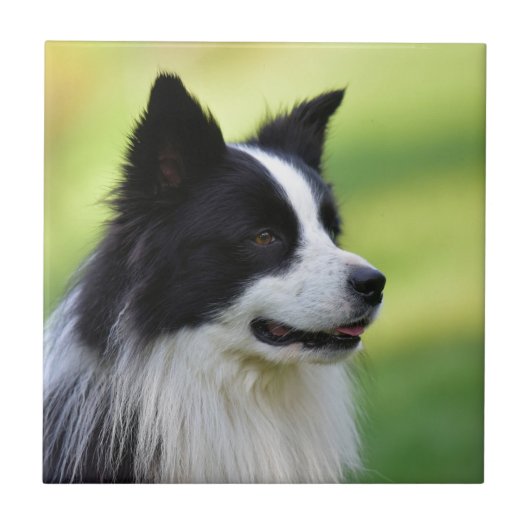 Zwart-witte Border Collie-hond Tegeltje (Voorkant)