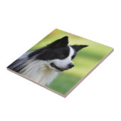 Zwart-witte Border Collie-hond Tegeltje (Zijkant)