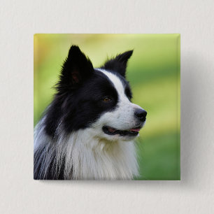 Zwart-witte Border Collie hond Vierkante Button 5,1 Cm