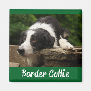 Zwart-Witte Border Collie Puppy Hond Groen Magneet