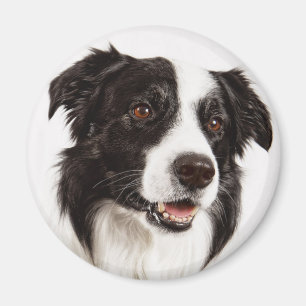 Zwart-Witte Border Collie Puppy Hond Magneet